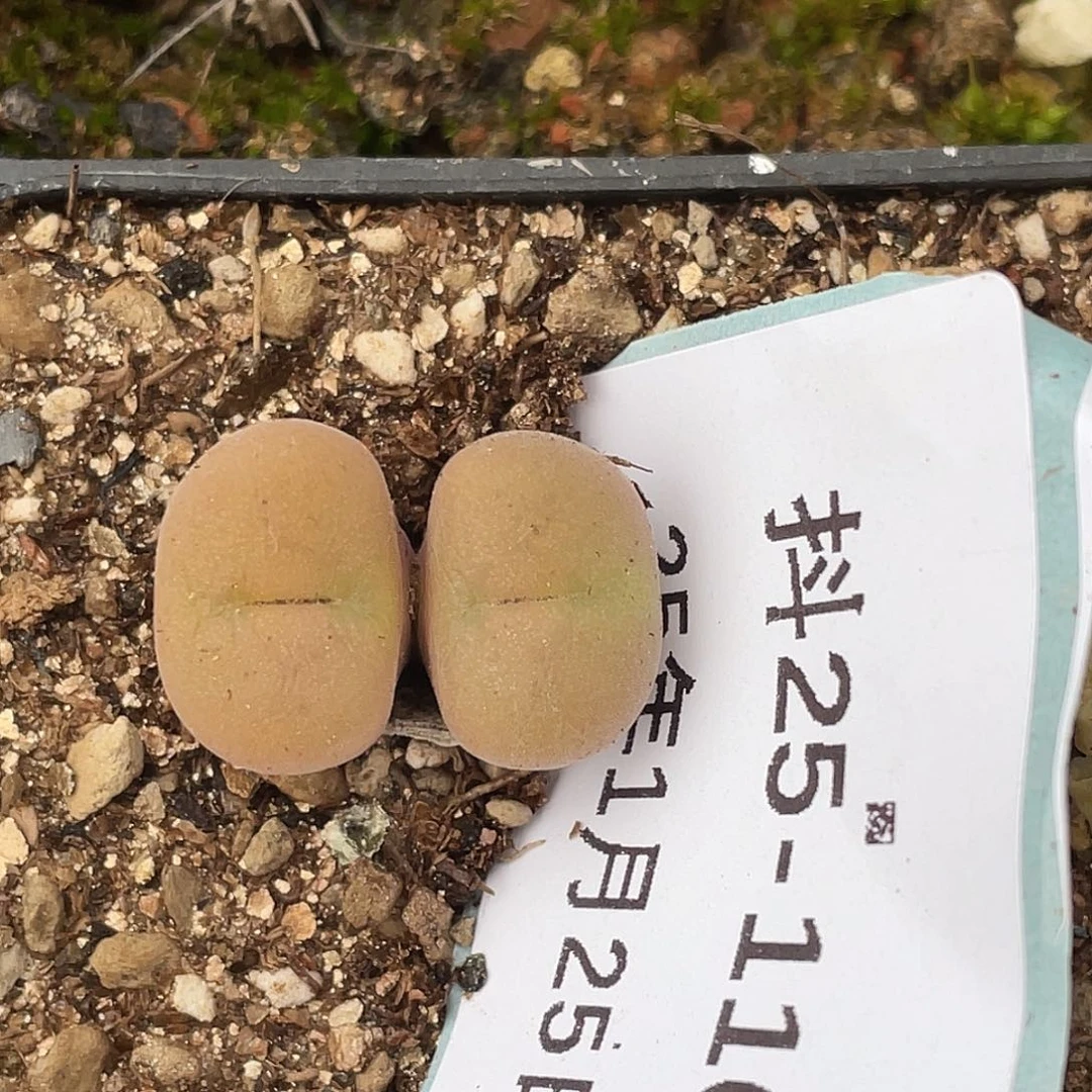 25-116空卡佛多肉植物