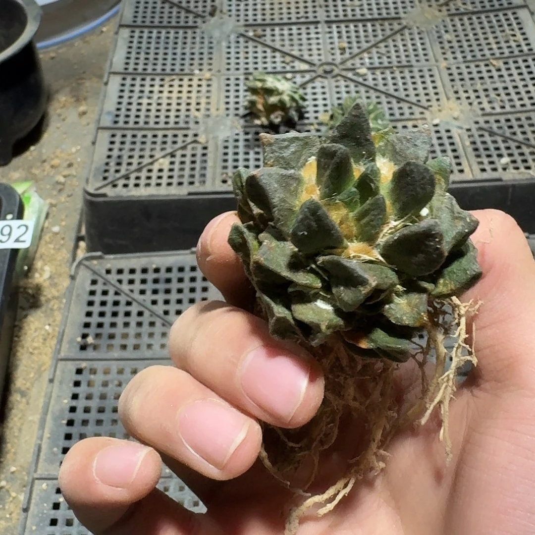 299号仙人球萝卜根