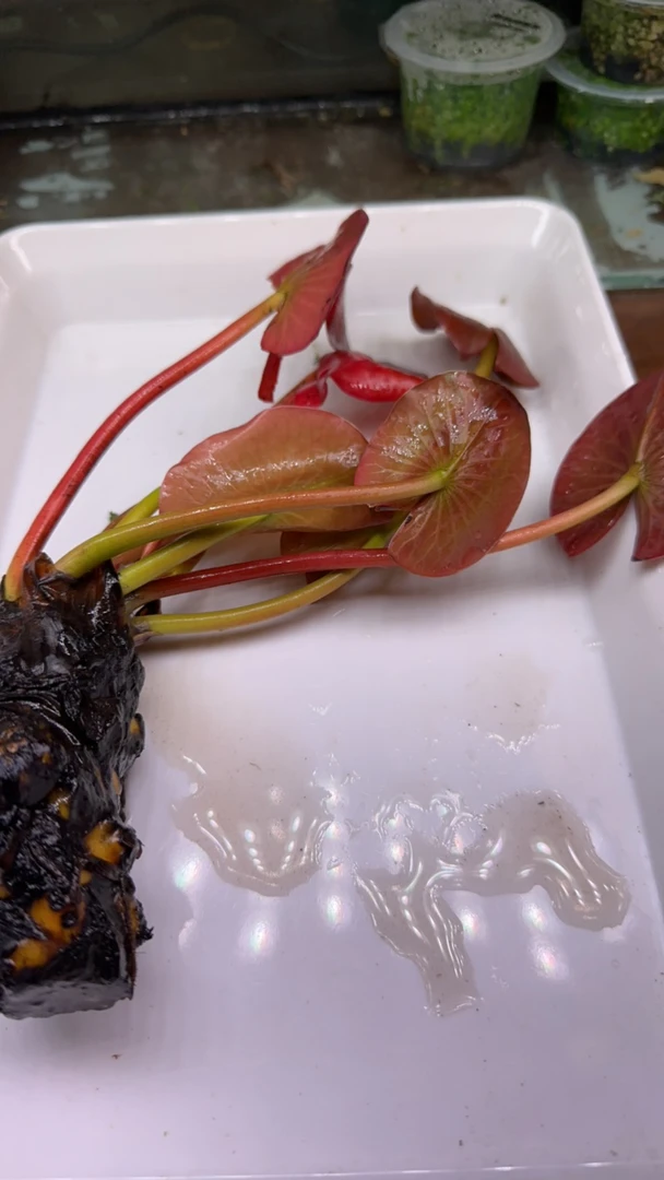 精品红荷根一个超级好养的水草