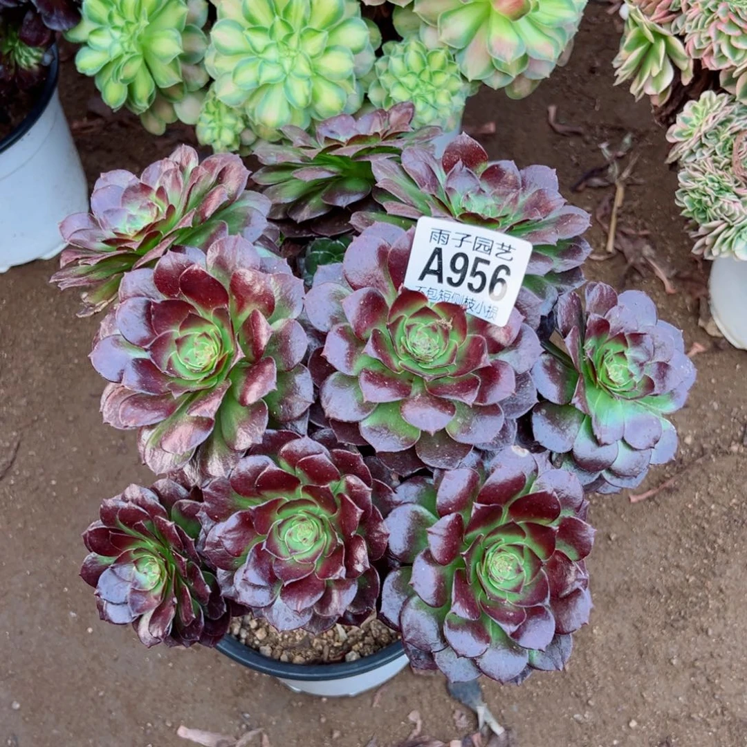 (***吧 956黑珍珠尺寸20左右