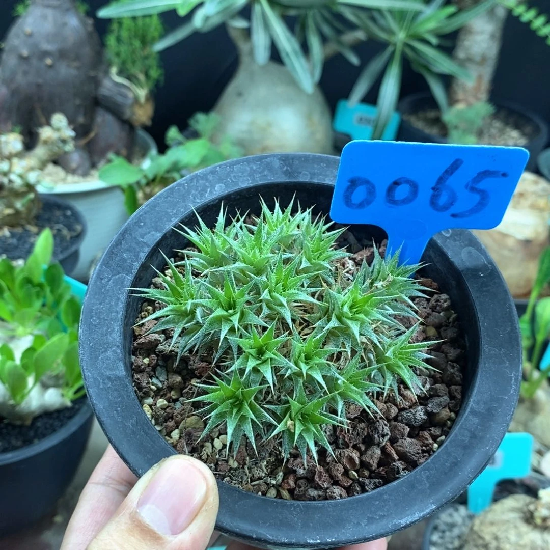 坨坨凤多肉植物一个