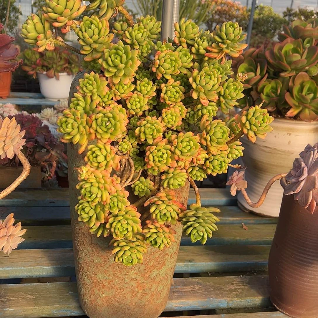 春萌裸根发货。