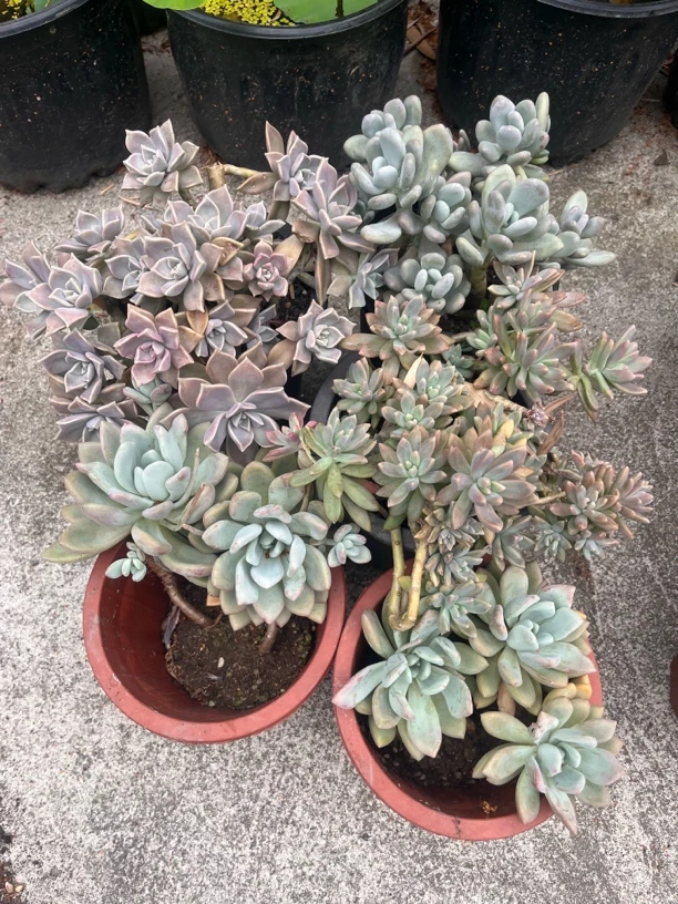 多肉老桩套装，18厘米、秋丽、乔伊，桃美人，奥普、脱土发货