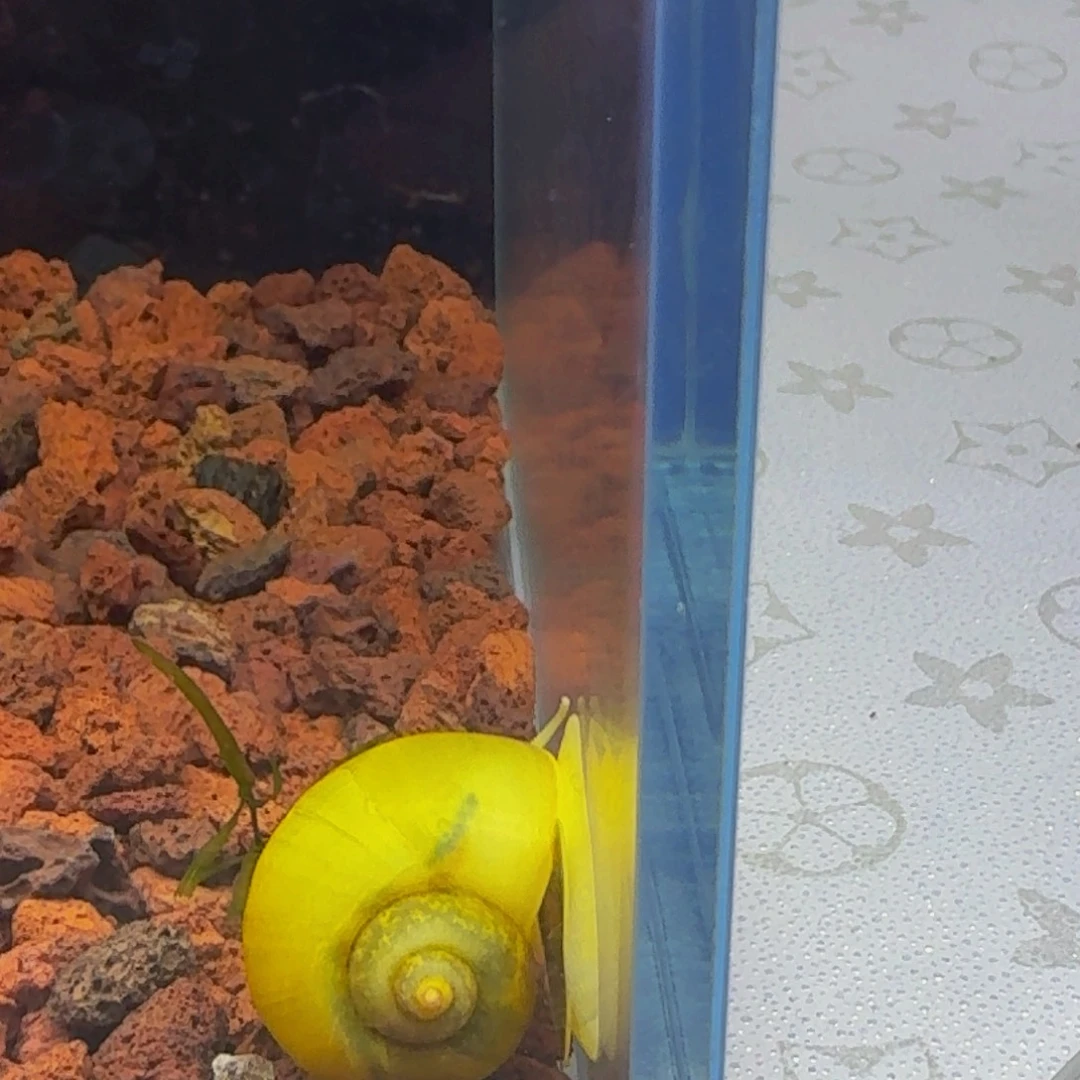 孔雀鱼黄金螺4颗装