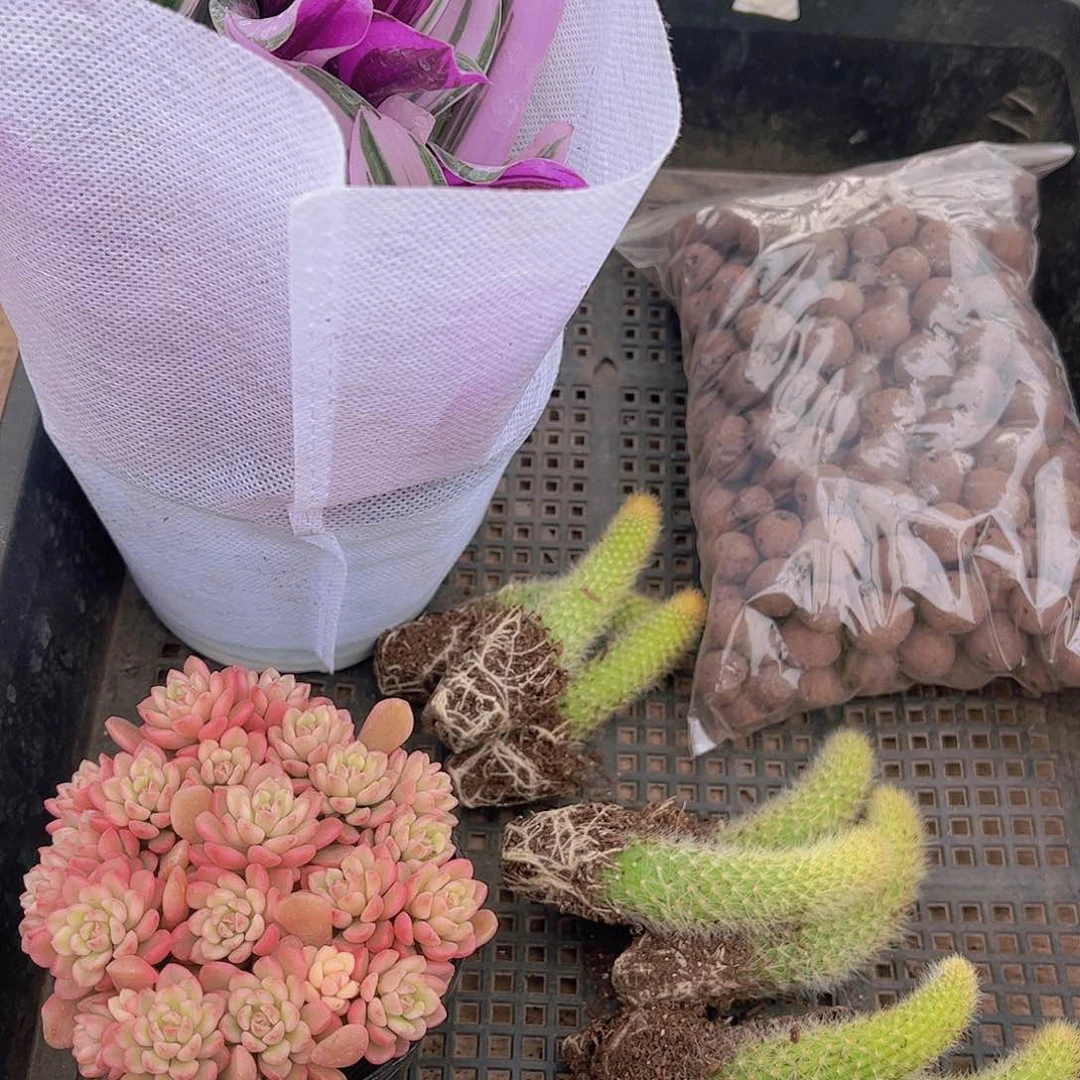 多肉724多肉植物