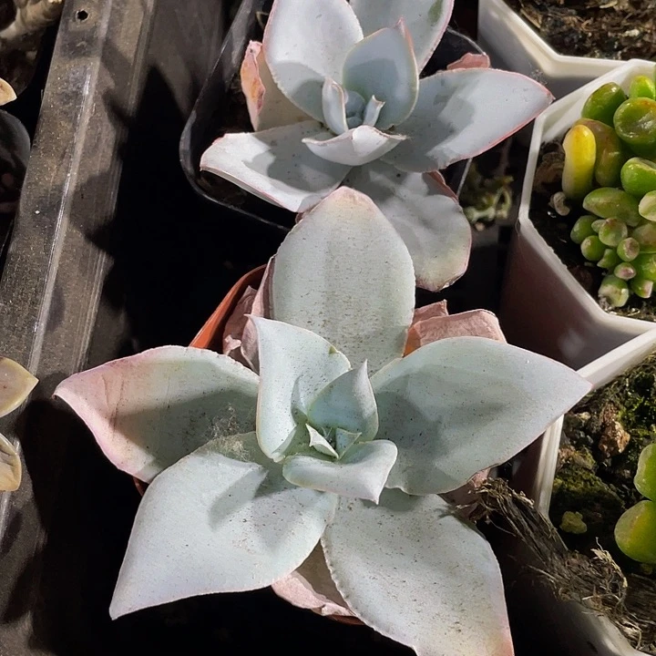 6.5方广寒宫带盆土发