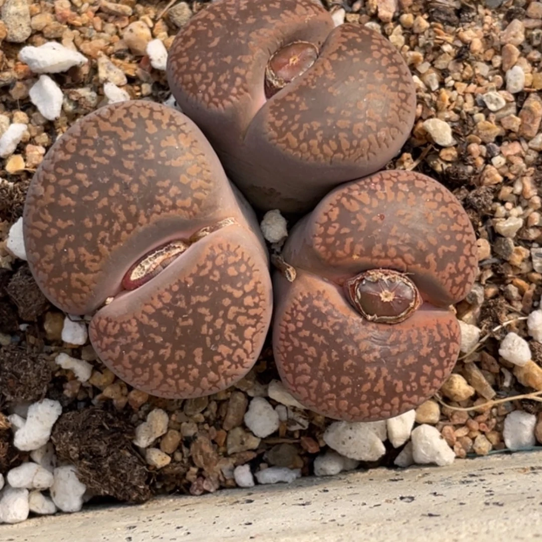 非偏远满20包邮651