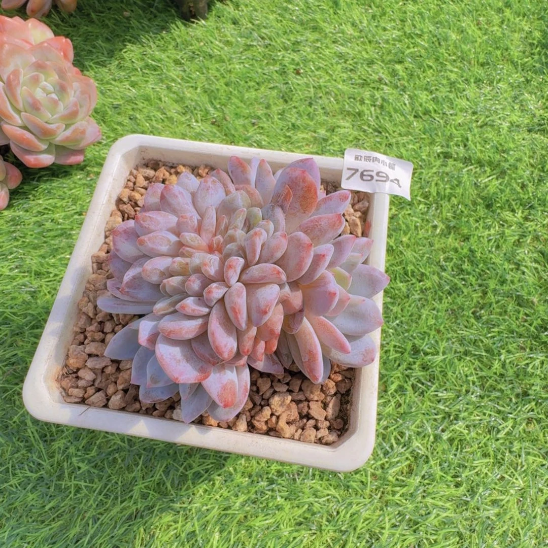 多肉植物橙梦露叶插缀7694