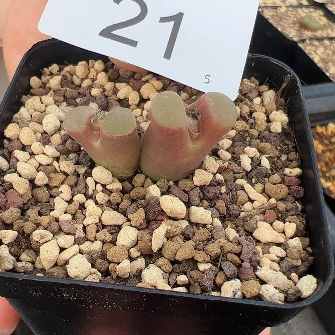 000021 一物一拍脱土发