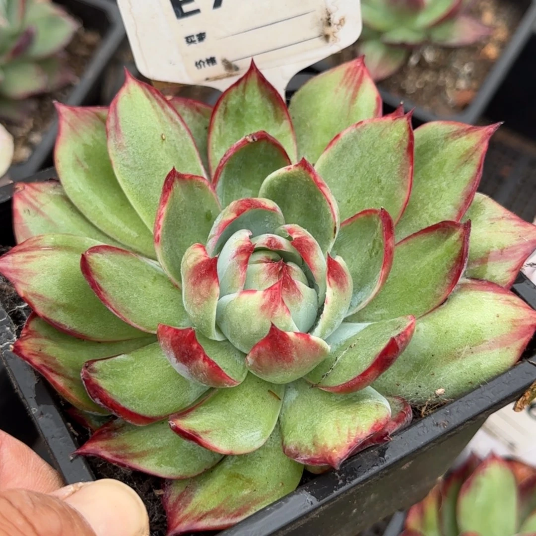 惊鸿一物一拍包装收缩花旱762