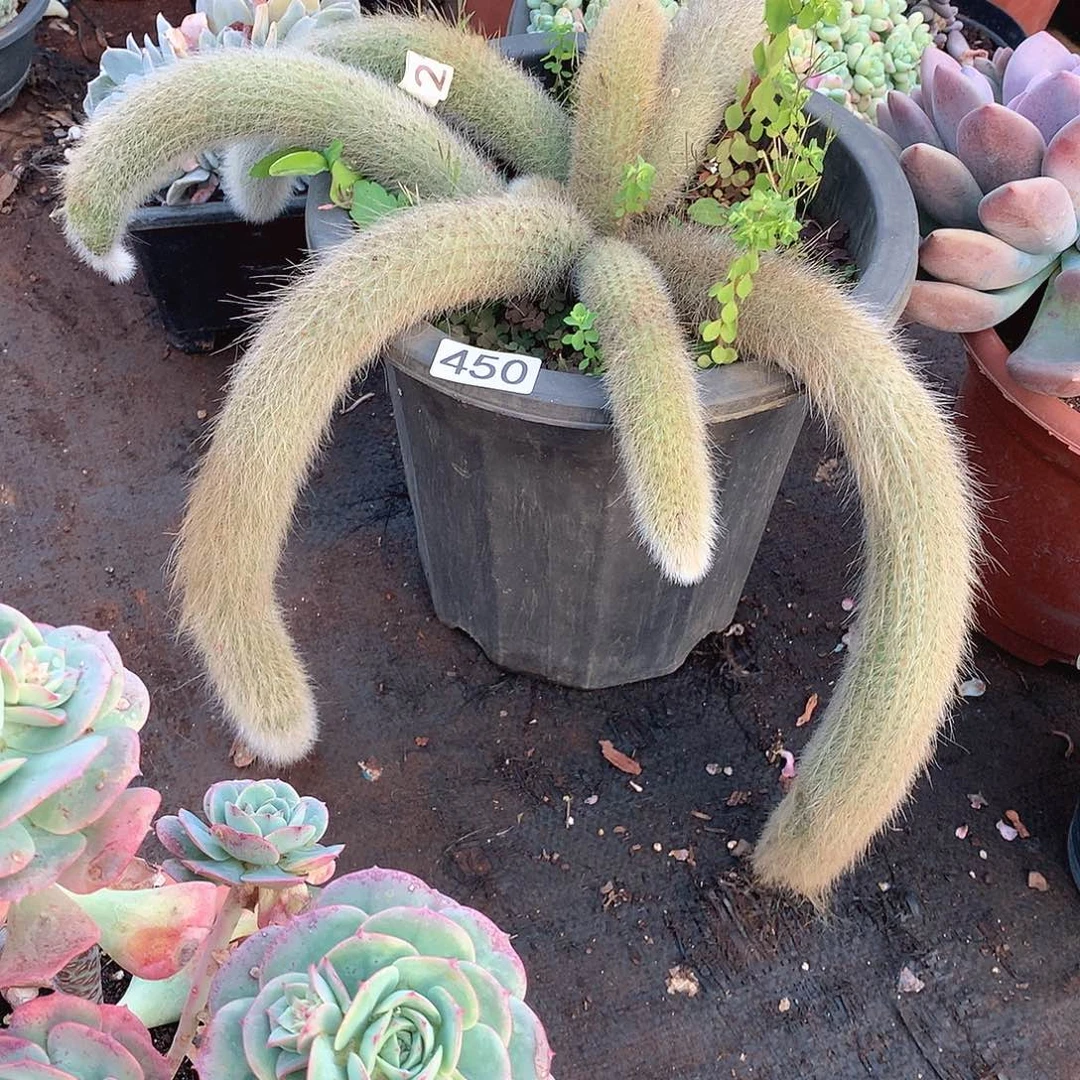 450九尾狐 一物一拍多肉