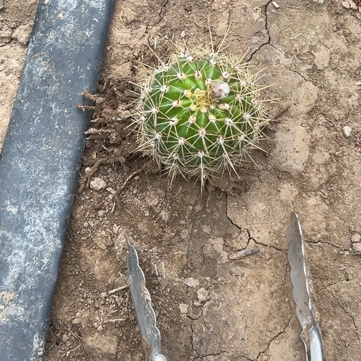 汤****。清清粉黛根带花1