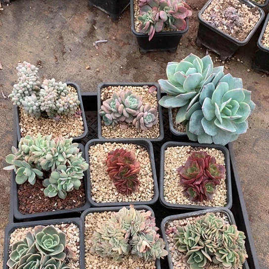 一盘子176 不包损全场默认微瑕7-8天发货