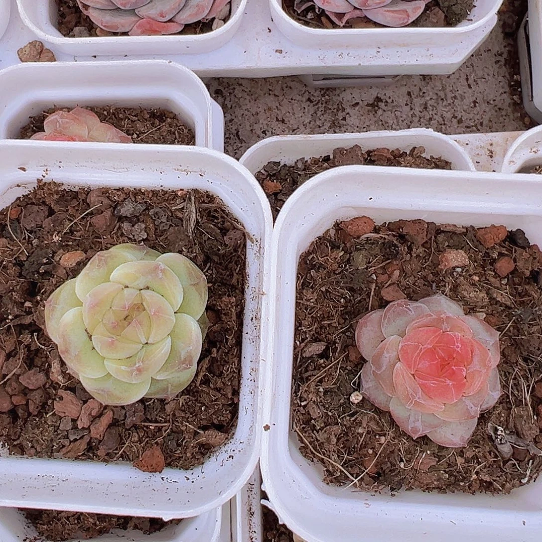 水晶珍妮2盆19包邮