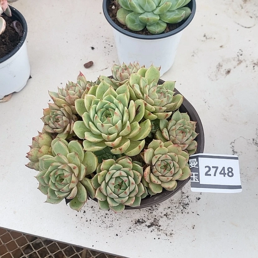 【闪购商品】笨吧2748