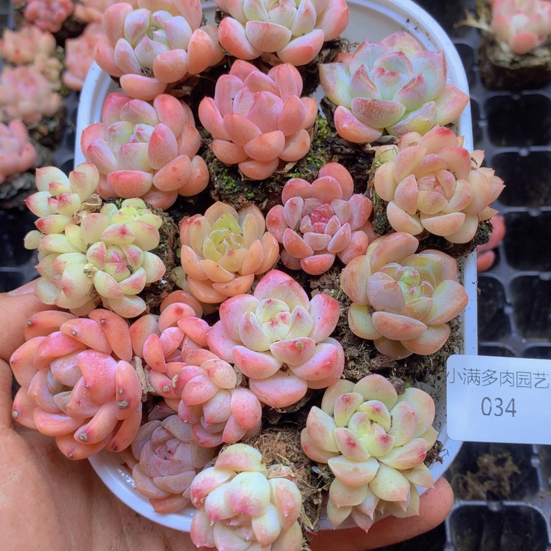 我要去看你了啊我034