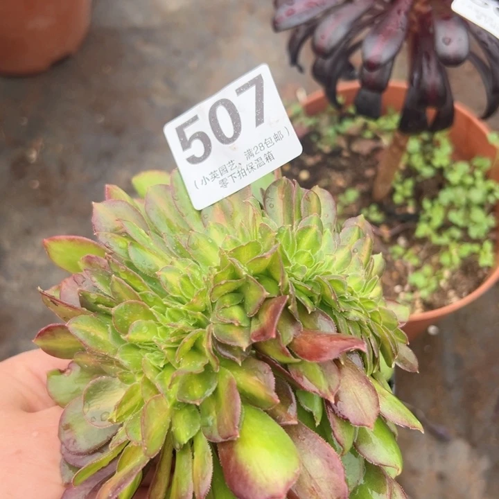 507多肉植物中班缀