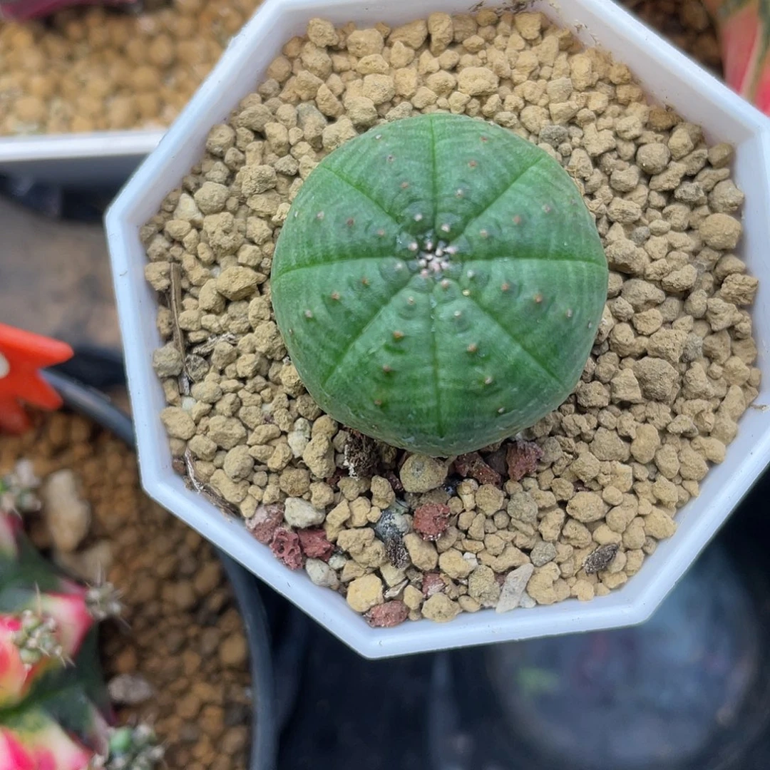 1-欧系布纹球实生2.5厘米