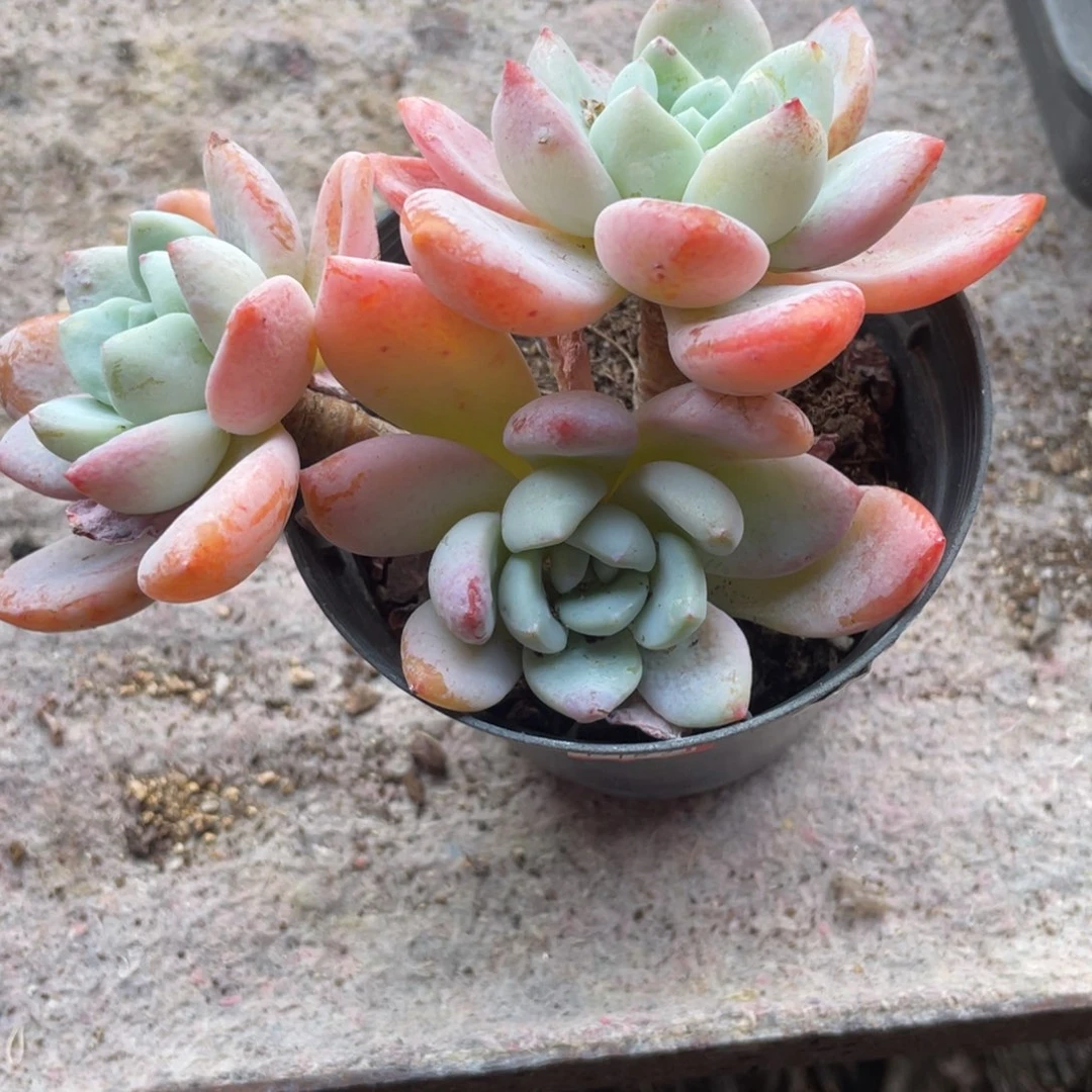 0215  冷香  六月六