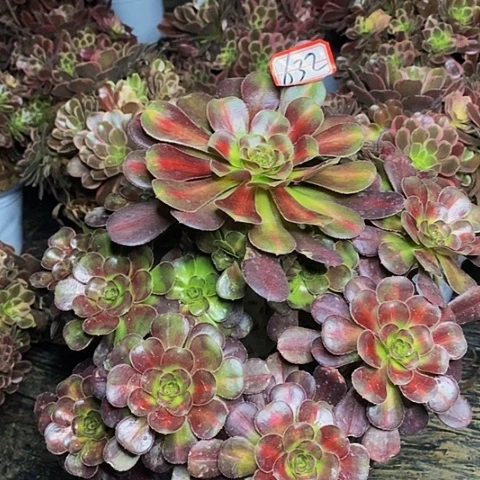 彩虹糖老桩捧花632号