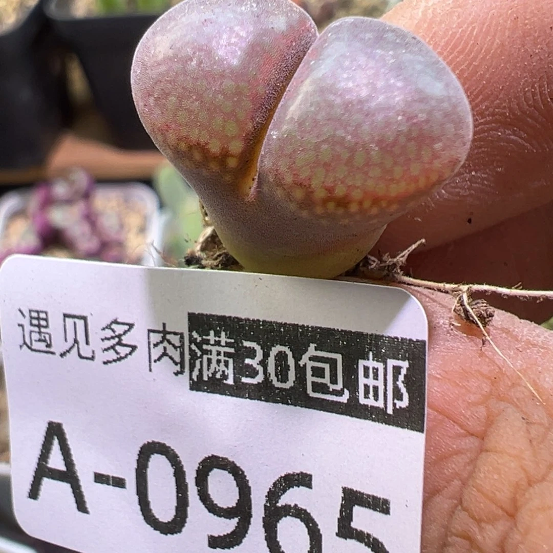 多肉植物111111111111111
