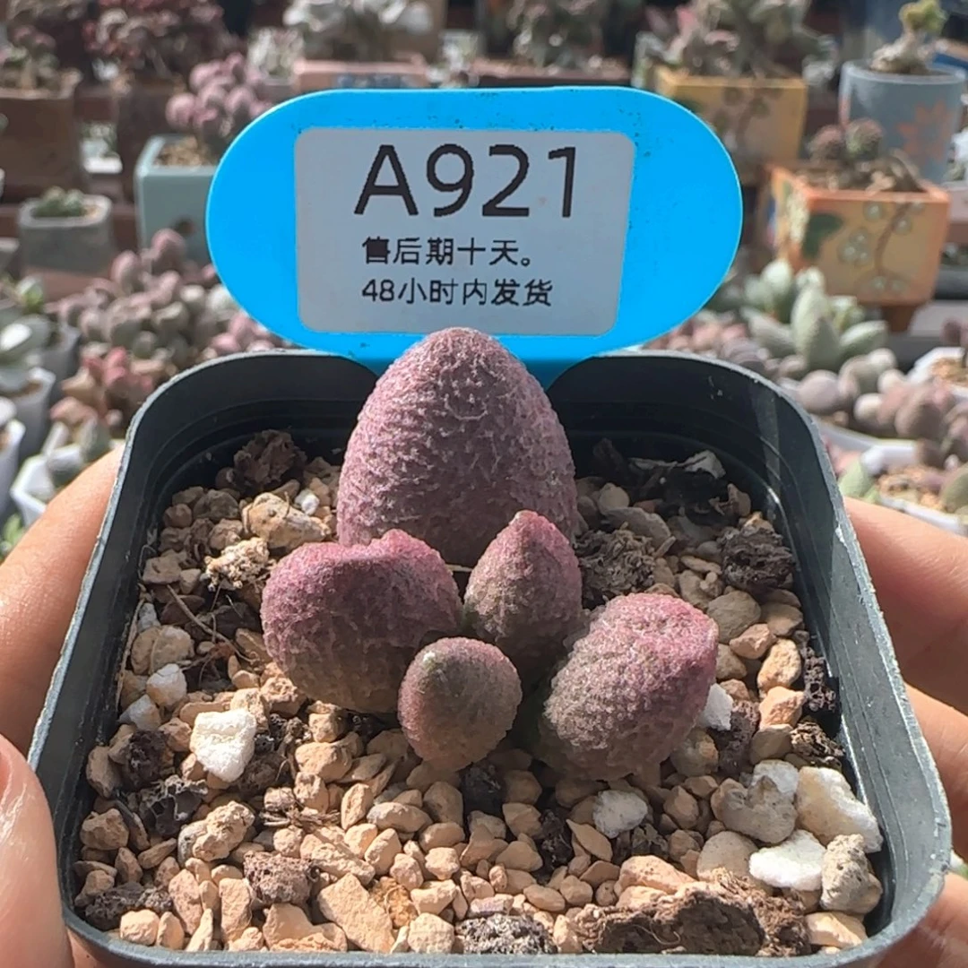 糖果。    921。