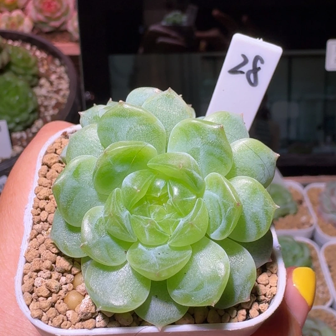 *****彭于晏专拍哈哈哈哈哈