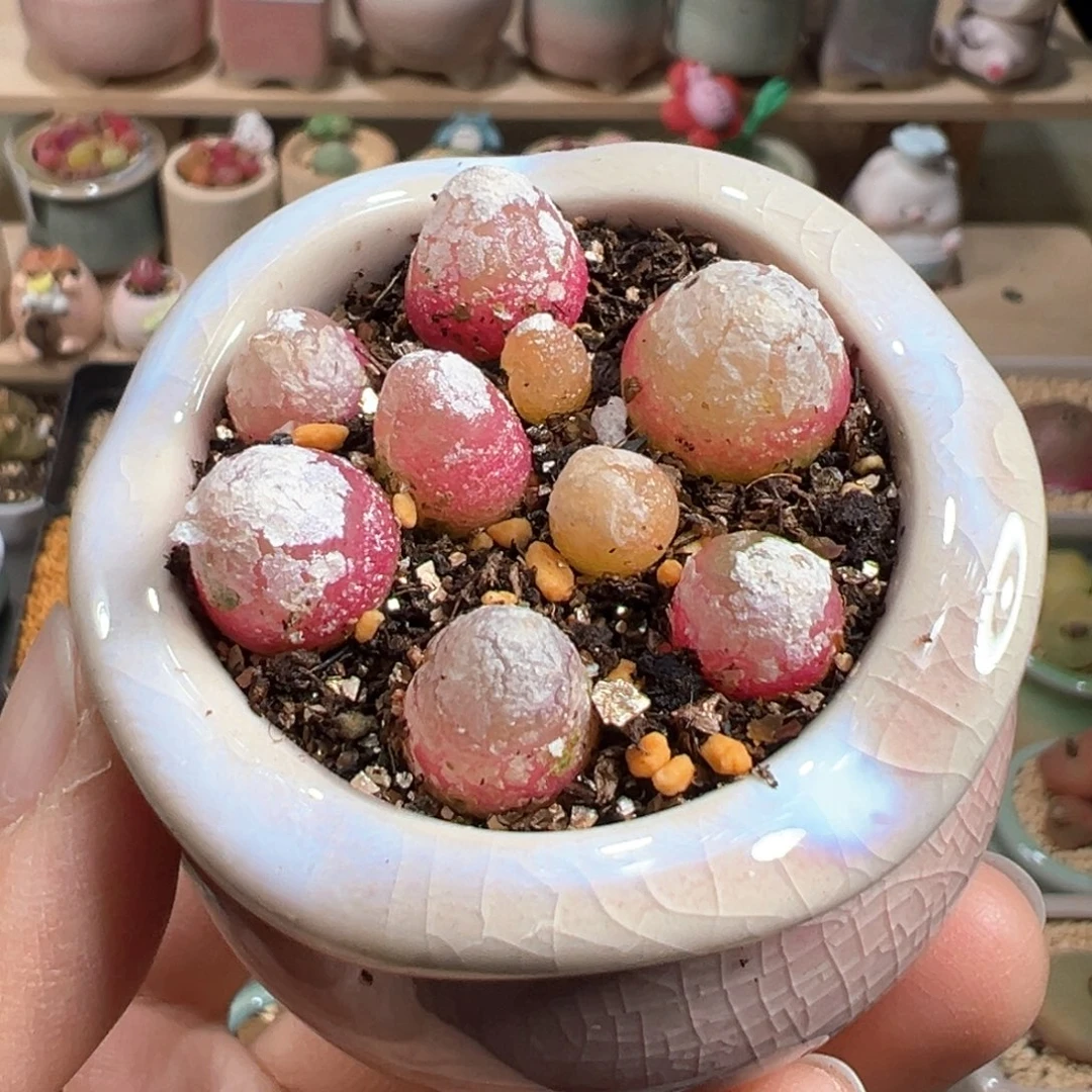 多肉植物190号灯泡