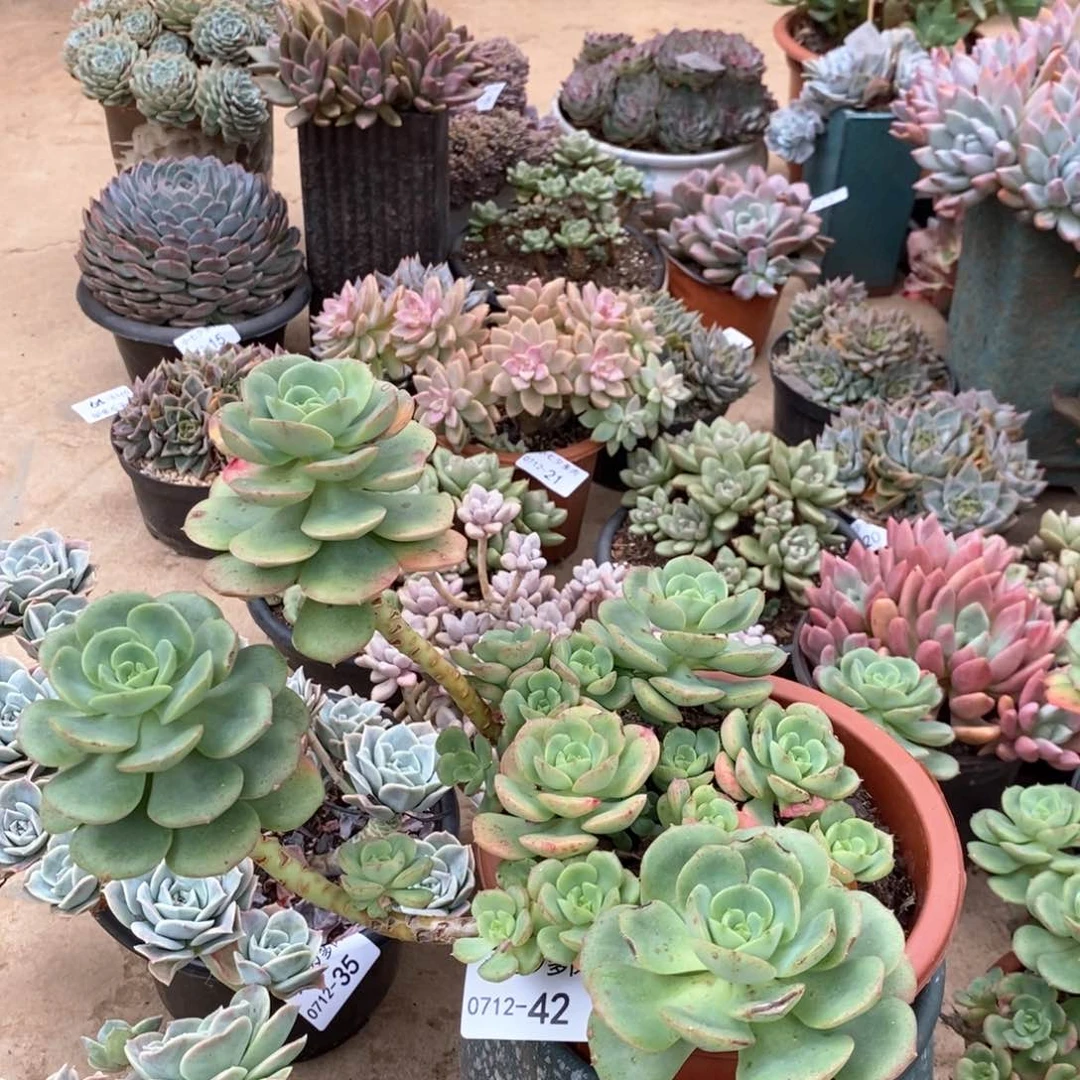 记得拍冷链妮可沙拉玫瑰42