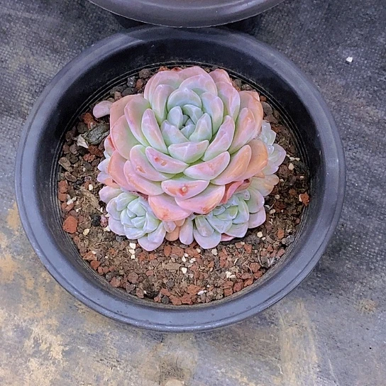 努****债冰玉多肉植物群