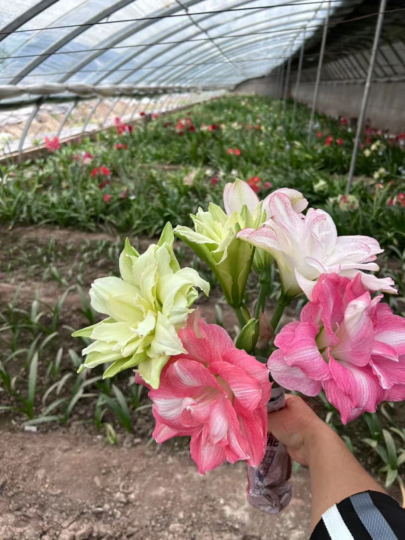 一物一拍 杂交朱顶红 大棚养殖不包花叶 剪根剪叶子发货