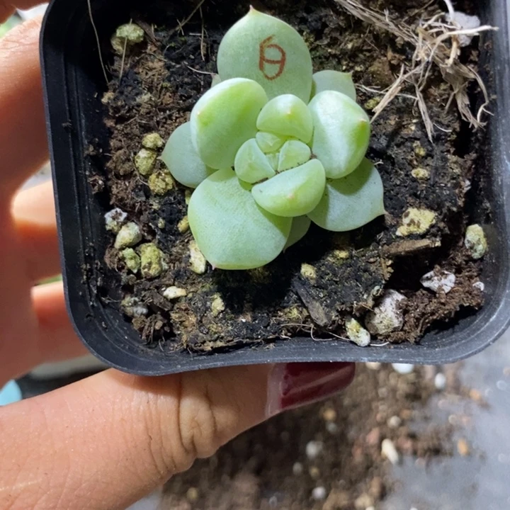 上盆白泽一个多肉