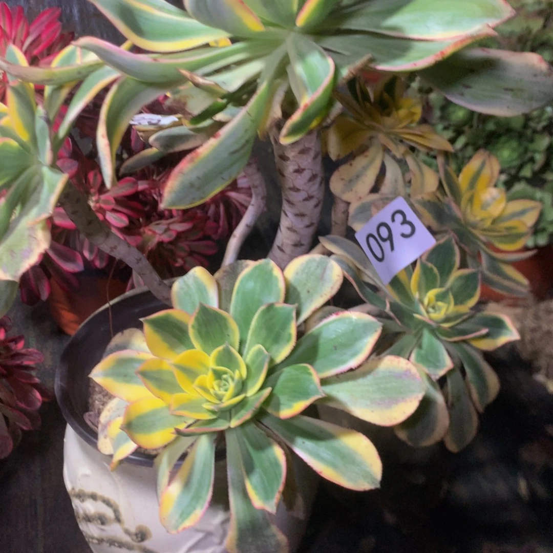 橘****果093灿灿多肉植物