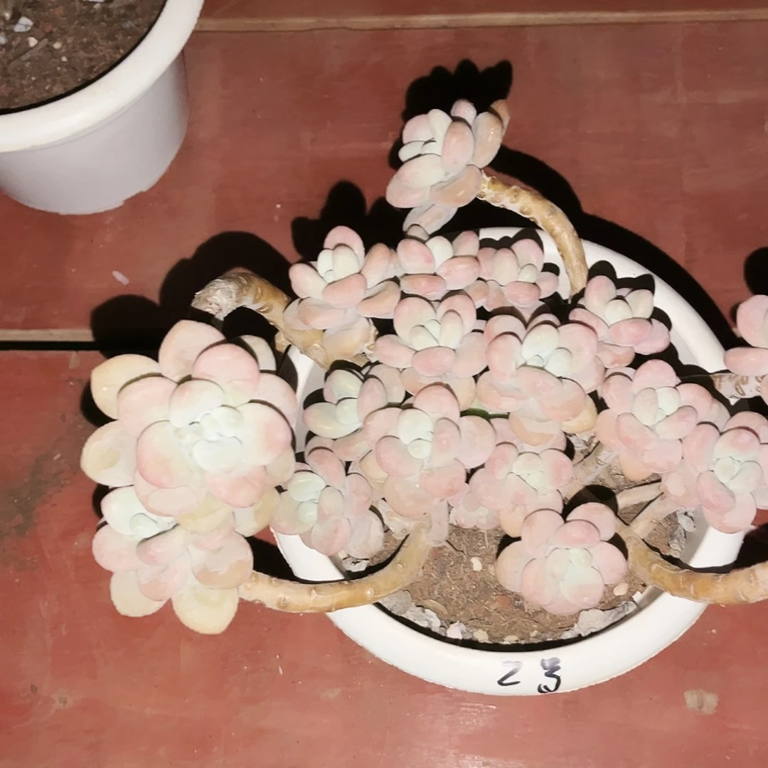 人****子洛神14.99多肉植物2号