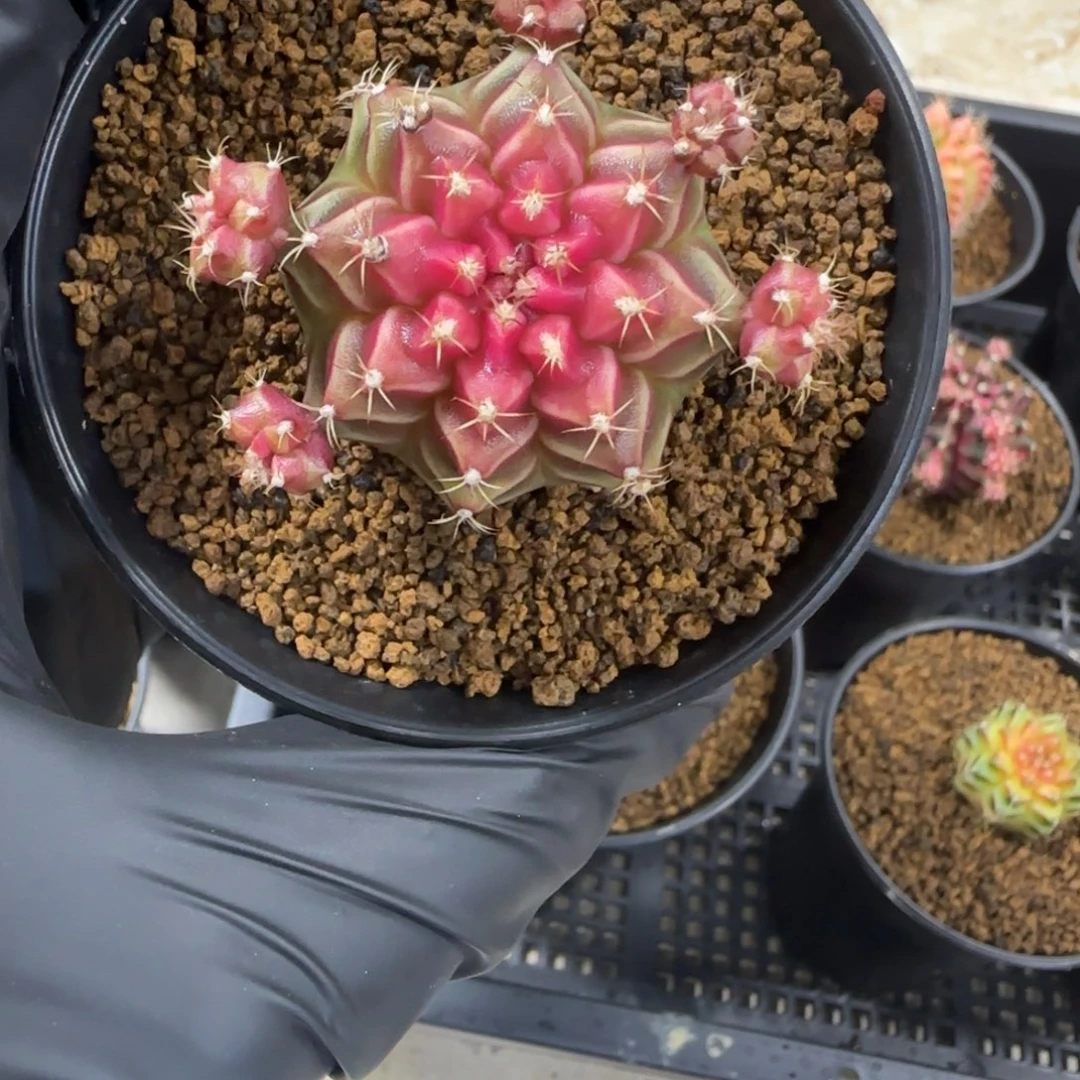泰系名品侧芽小红帽