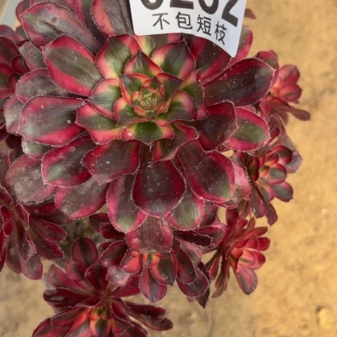 6232香丽多肉植物法师