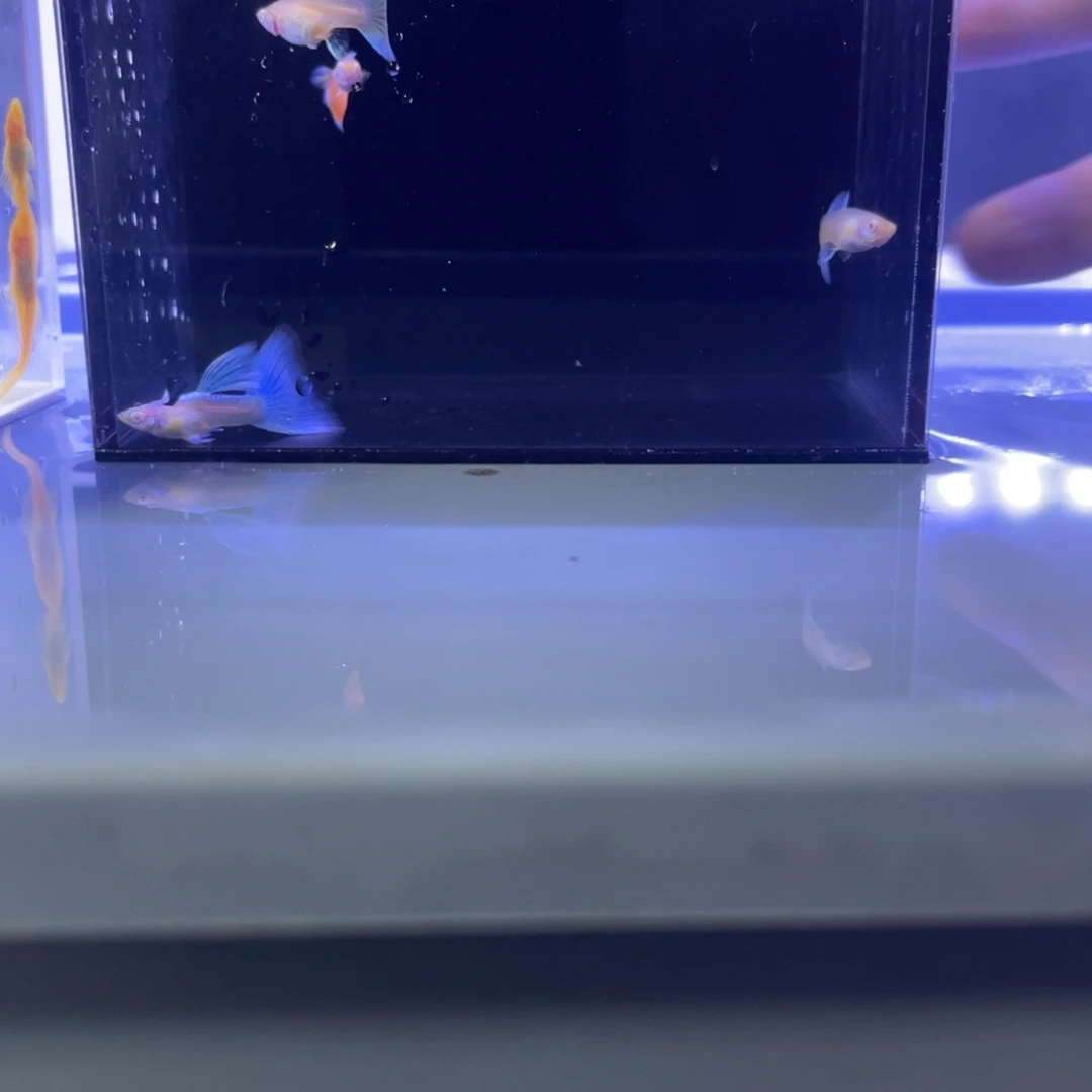 孔雀鱼飞船两对开箱视频报损