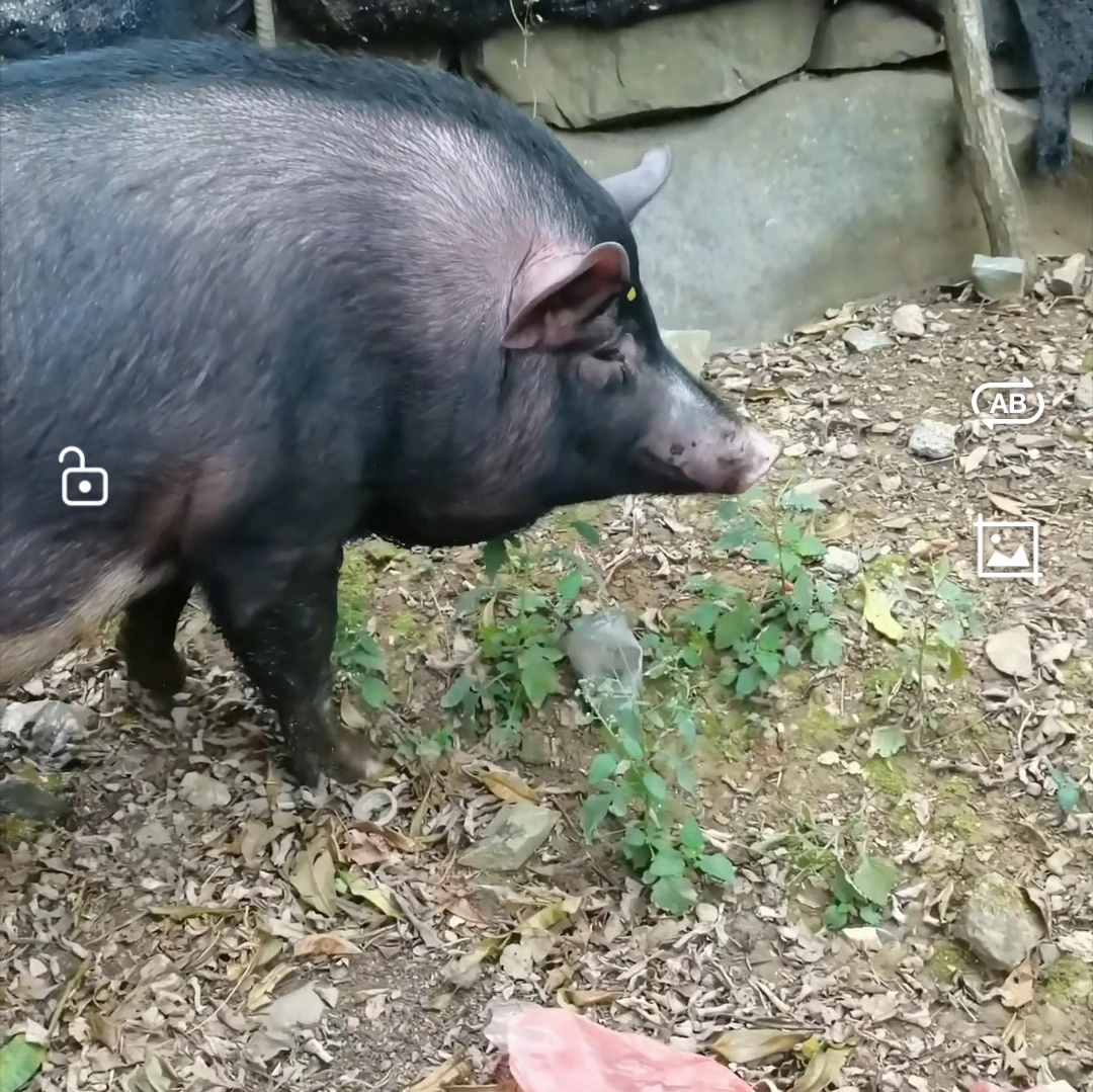 广西河池市大化县雅龙乡农家熟食喂养土猪肉直播间称重改价上链接