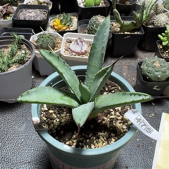 475蓝肌八荒殿脱土发货