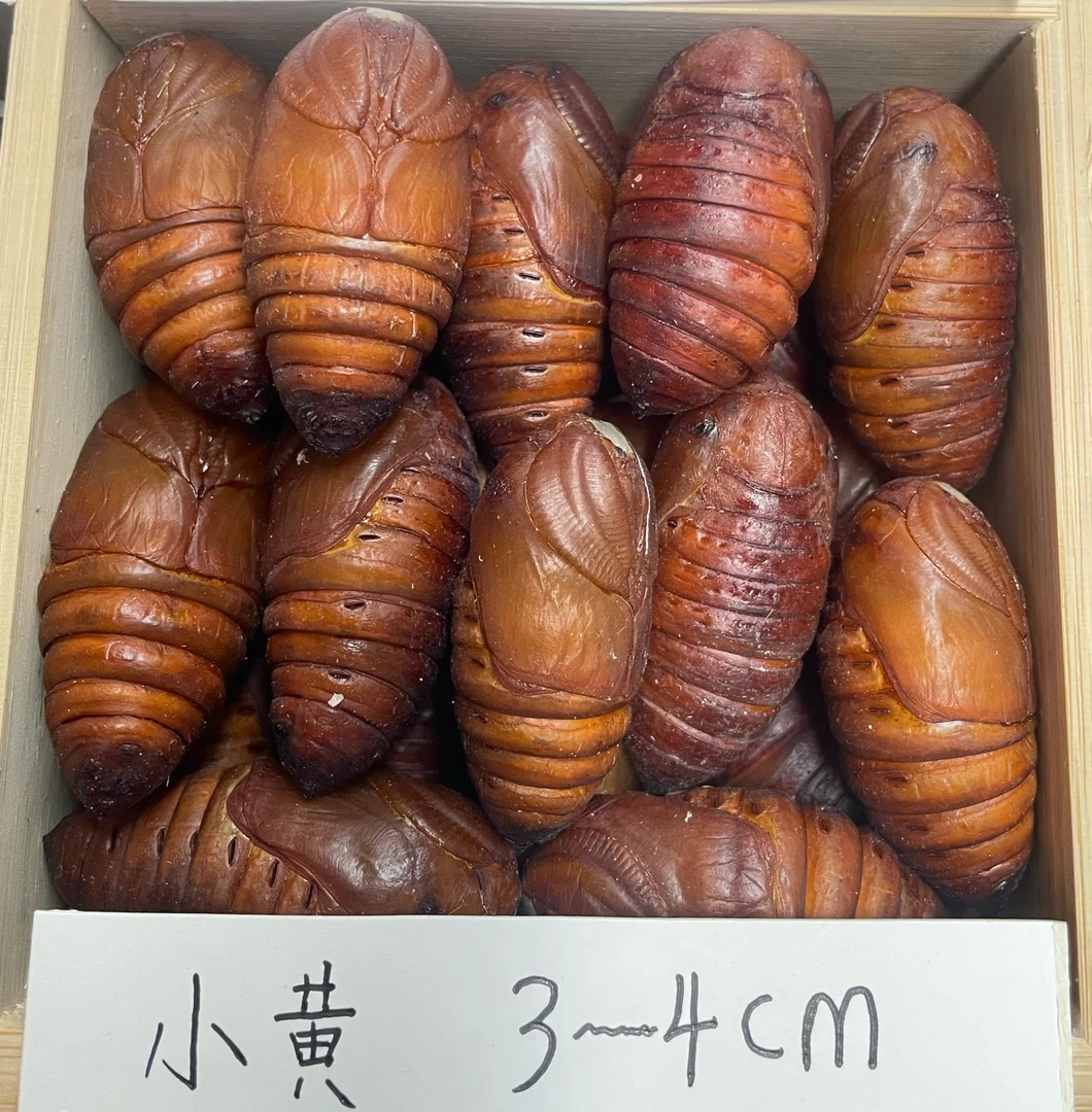 东北特产鲜活（小黄）蚕蛹营养丰富顺丰包邮。一斤66个-70个左右