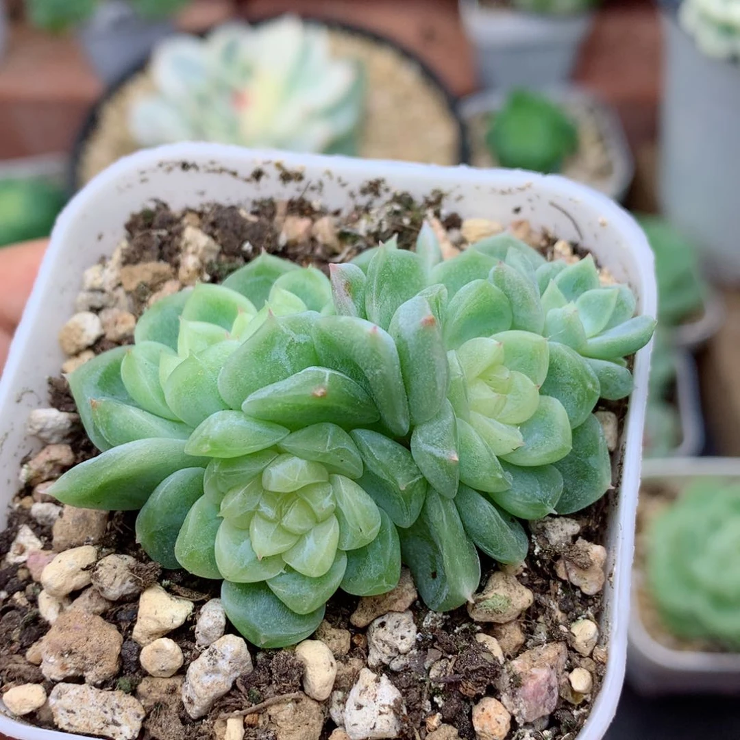 58包邮  群生不包整泼富1