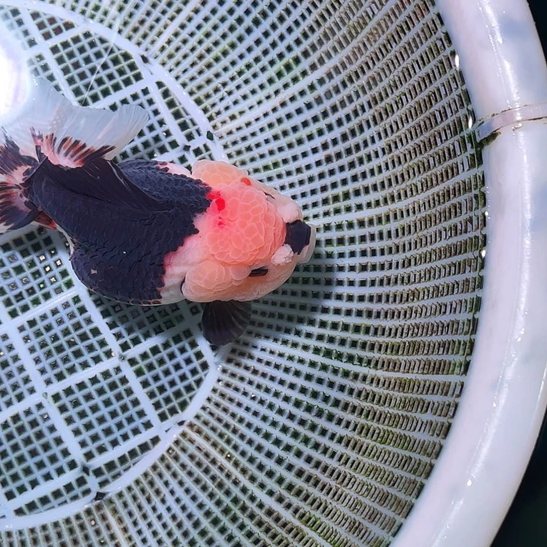 金鱼精品玛丽三色运费顺丰到付