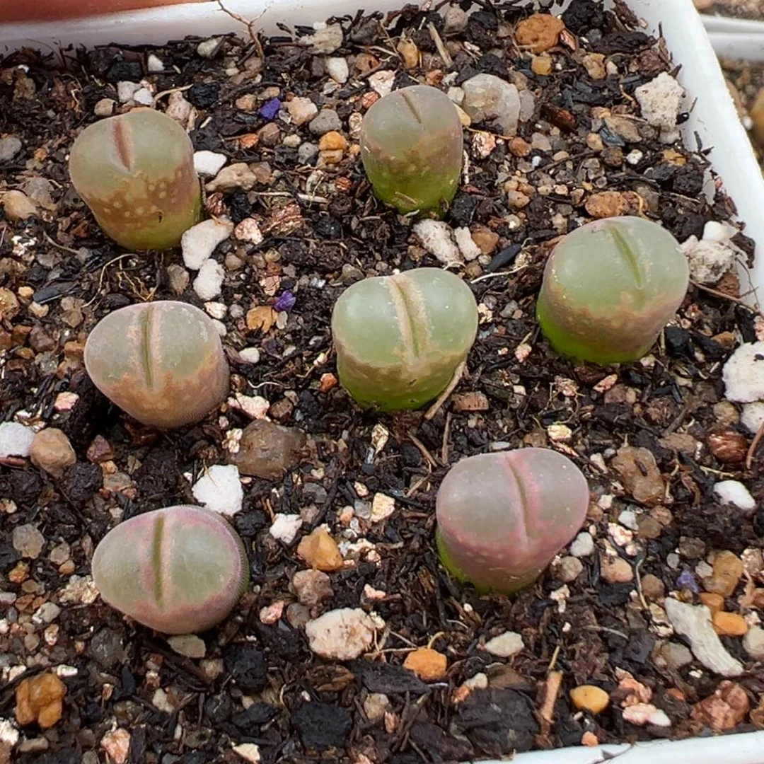 2.8好看的多肉961