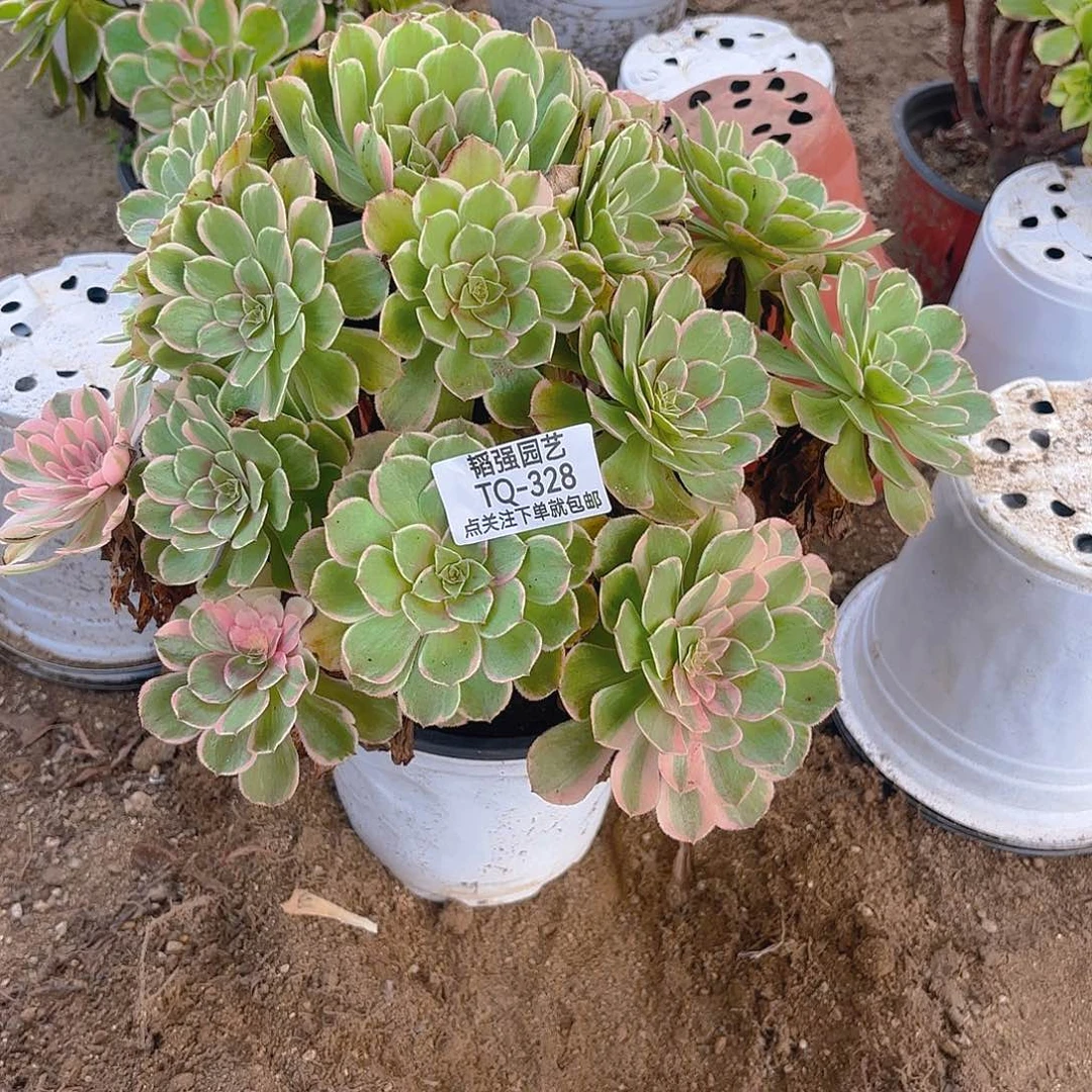 火龙果多肉植物手捧328