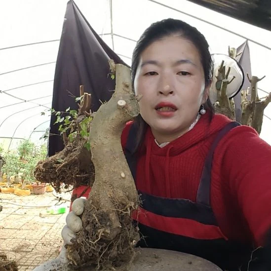 雨***7对节白蜡专场福利