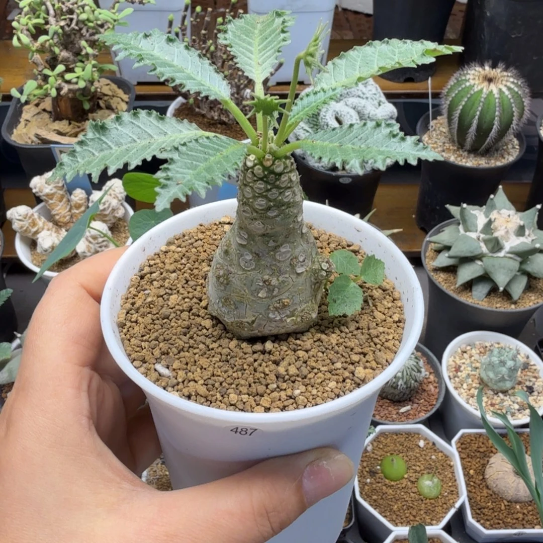 盘花琉桑487仙人掌