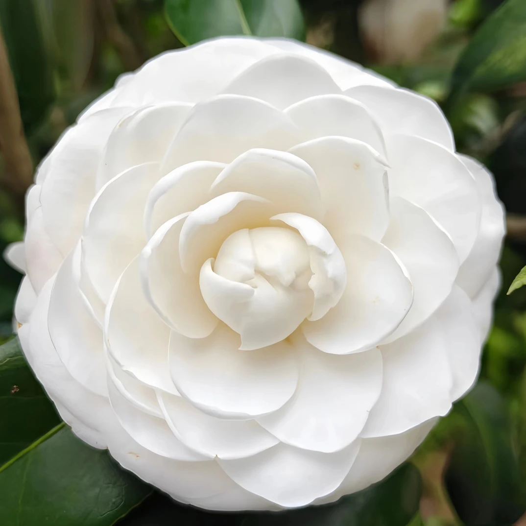 东方亮白色山茶花盆栽花卉树苗适合阳台庭院种植