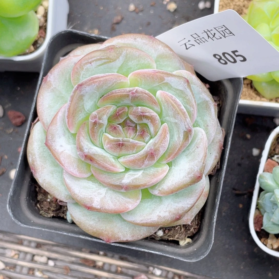 805号糖心冰心珍妮