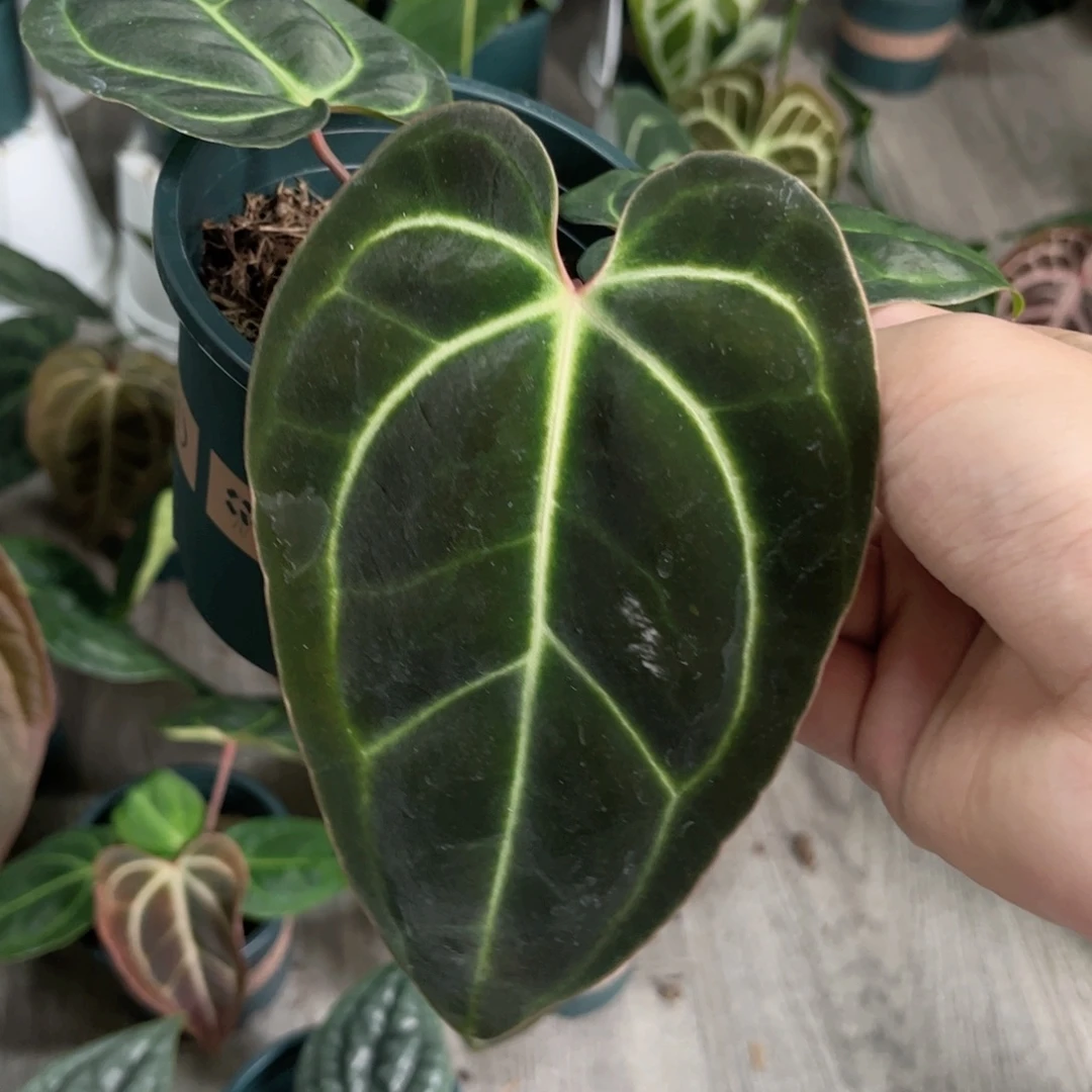 完全开放贝斯籽播