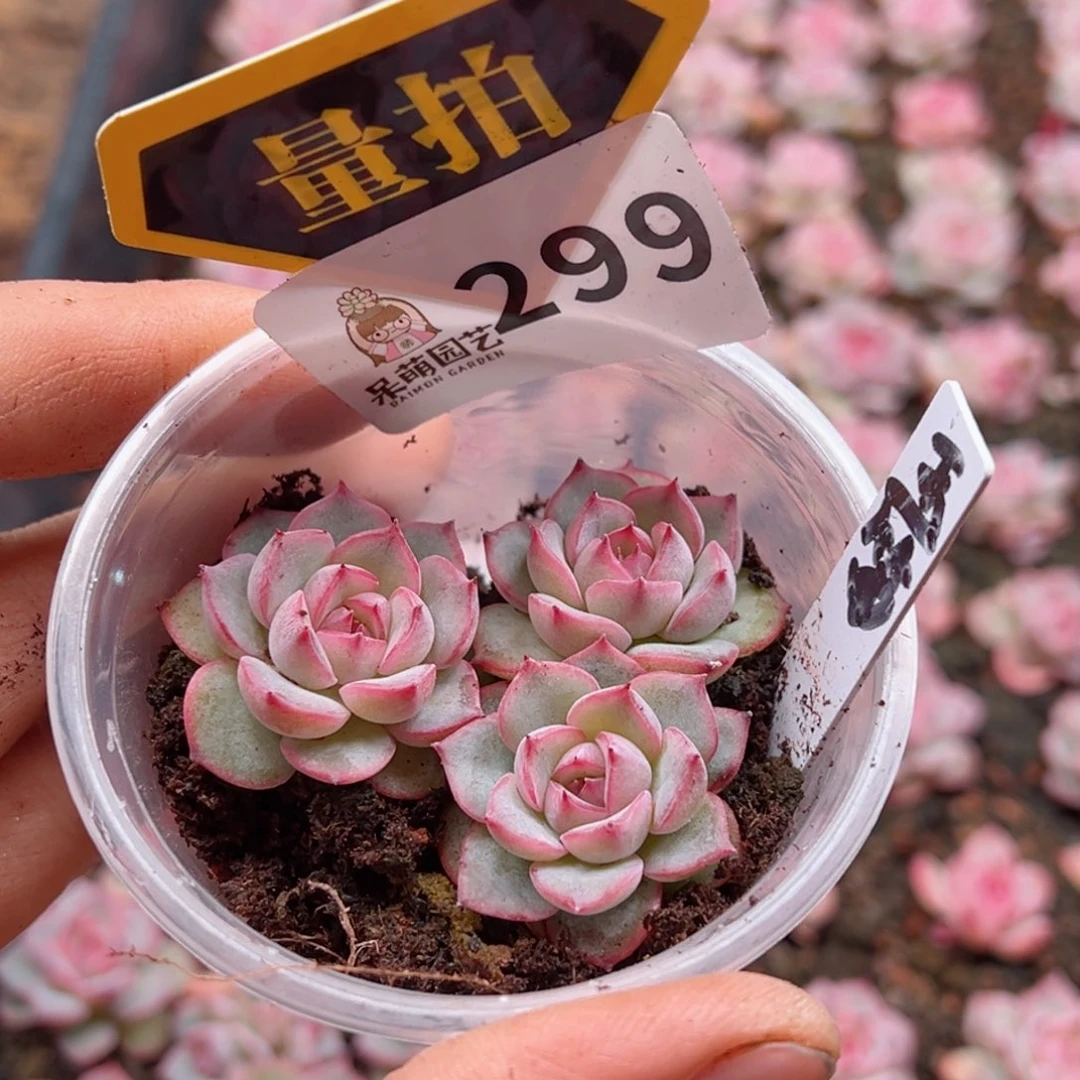 多肉植物多肉植物